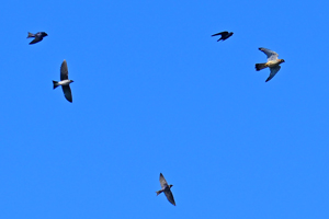 Purple Martin